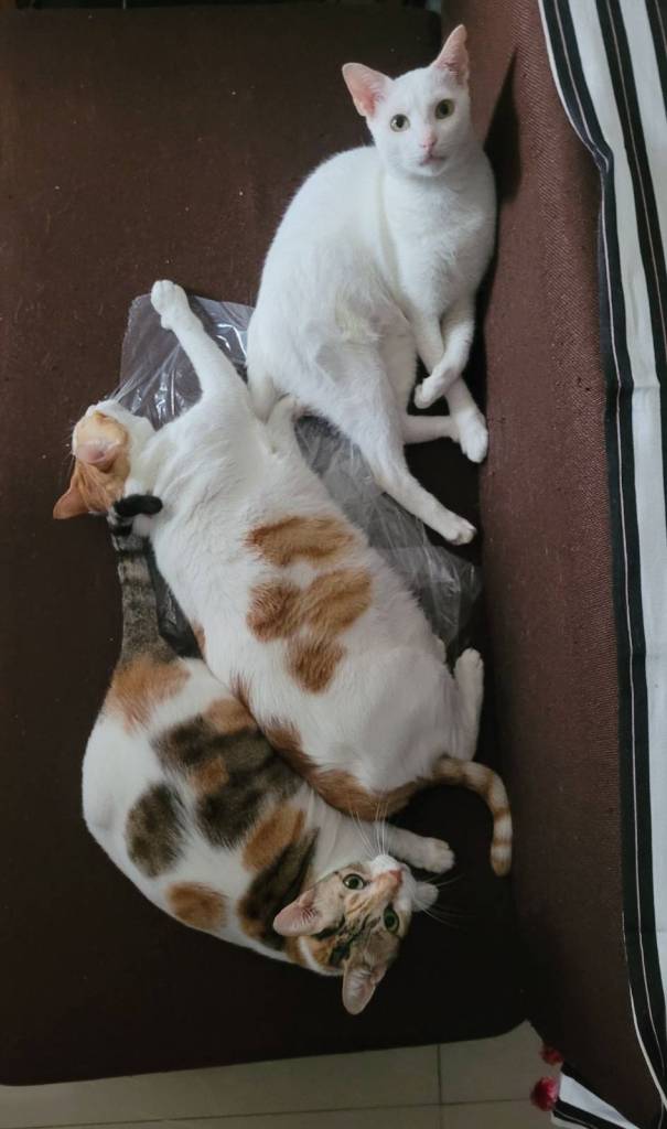 Three cats all cuddled together on a couch.